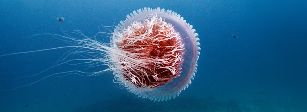 Epic Underwater | Jellyfish